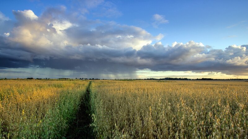 Oat Field under Storm Clouds