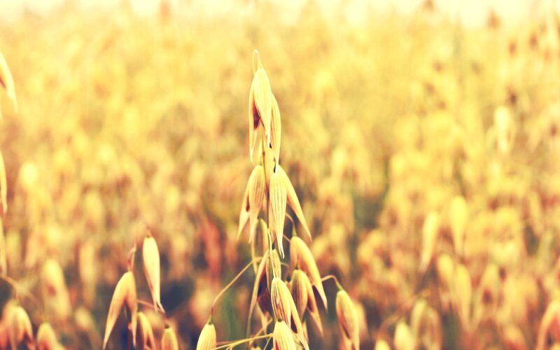 Oat Plant in Field