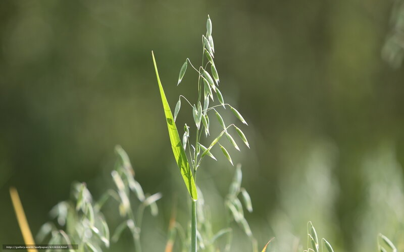 Oat plant in sunlight