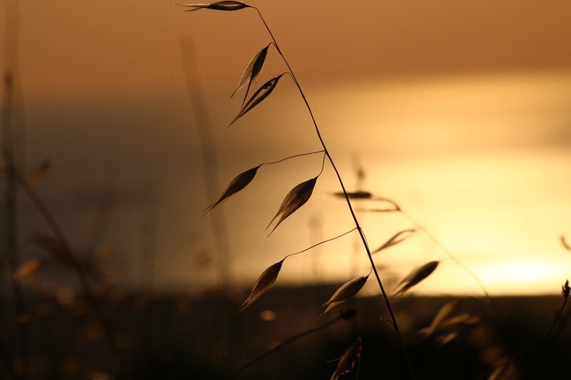 Oat Plant Silhouette