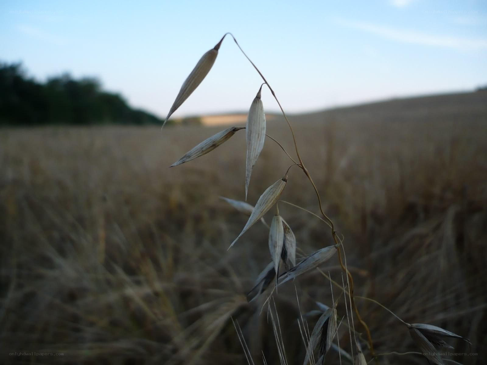Oats in a field at dusk
