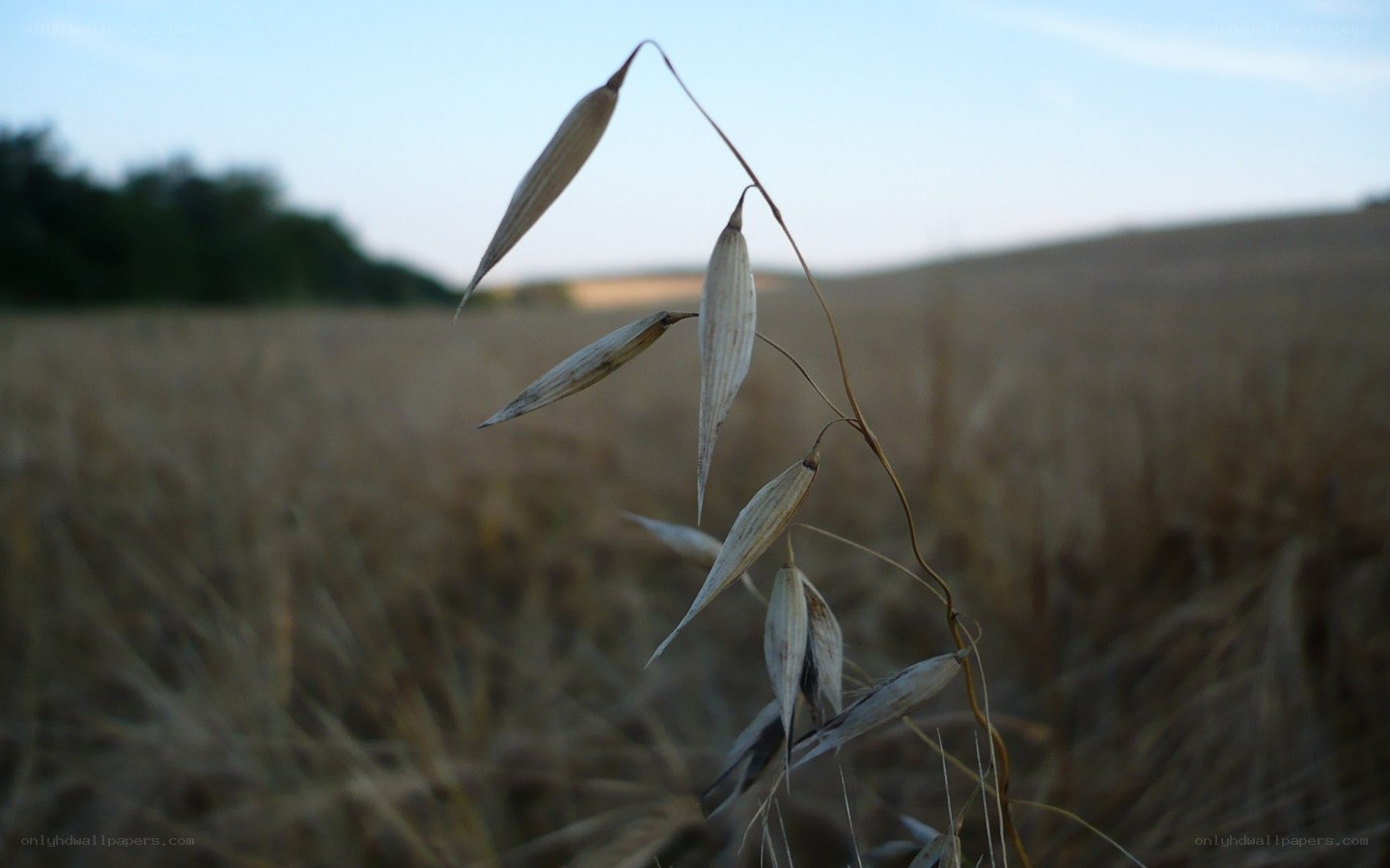 oats in a field at dusk