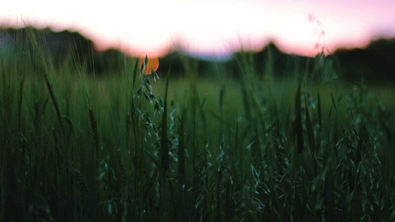 Oats in a Field — Green, Serene, Sunset