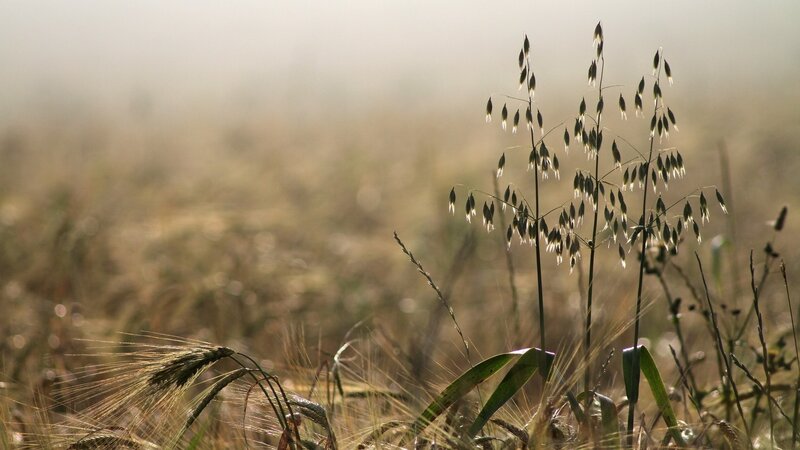 Oats in a Field