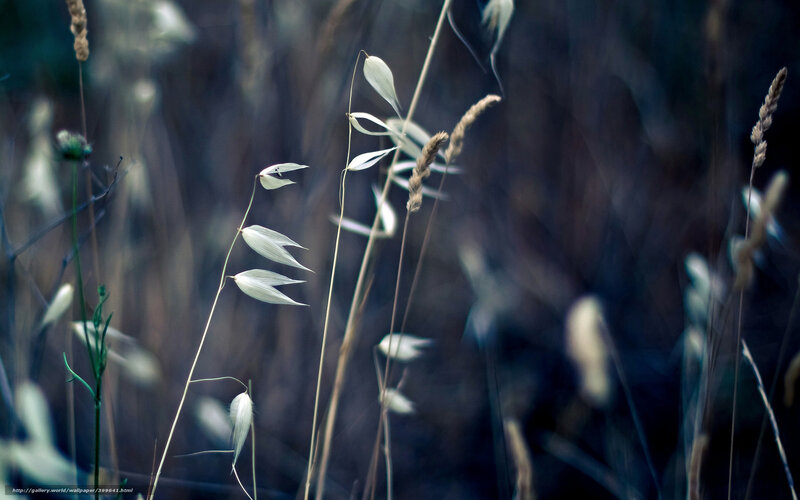 Oats in a Field — White