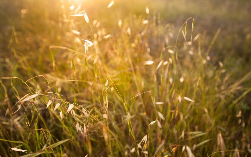 Oats in a Field — Yellow, Serene