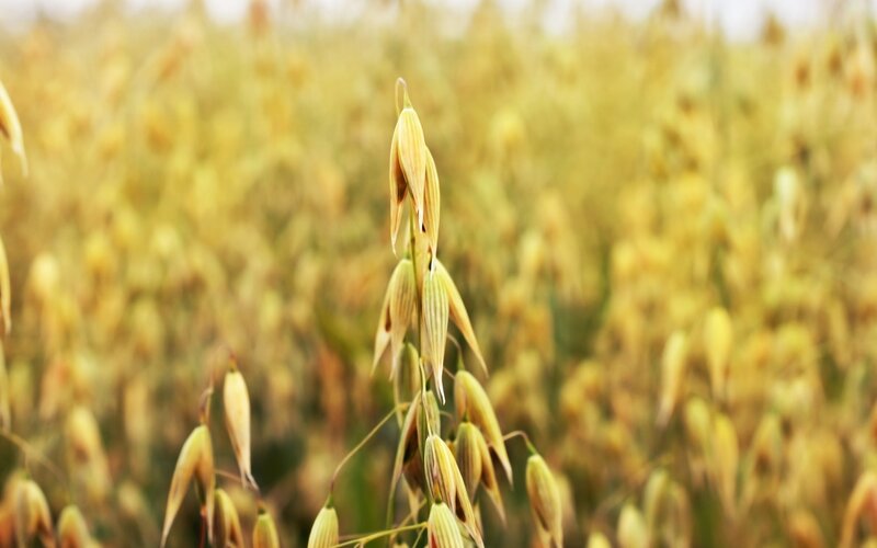 Oats in a golden field