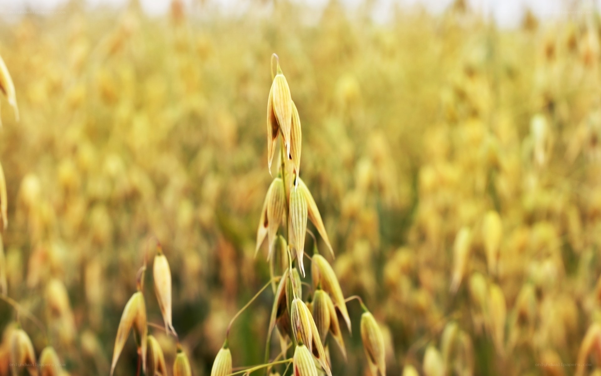 Oats in a golden field