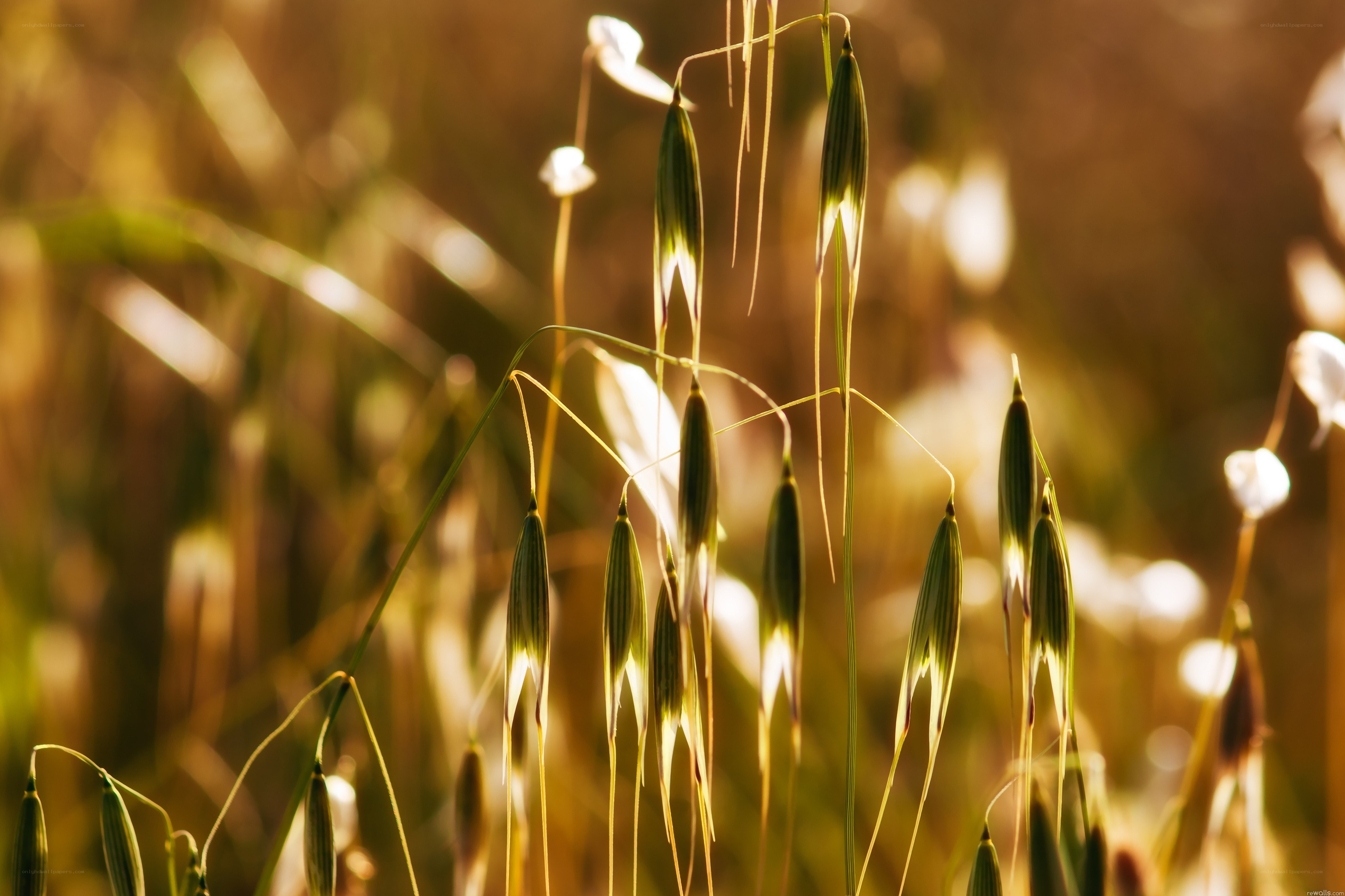 Oats in golden sunlight