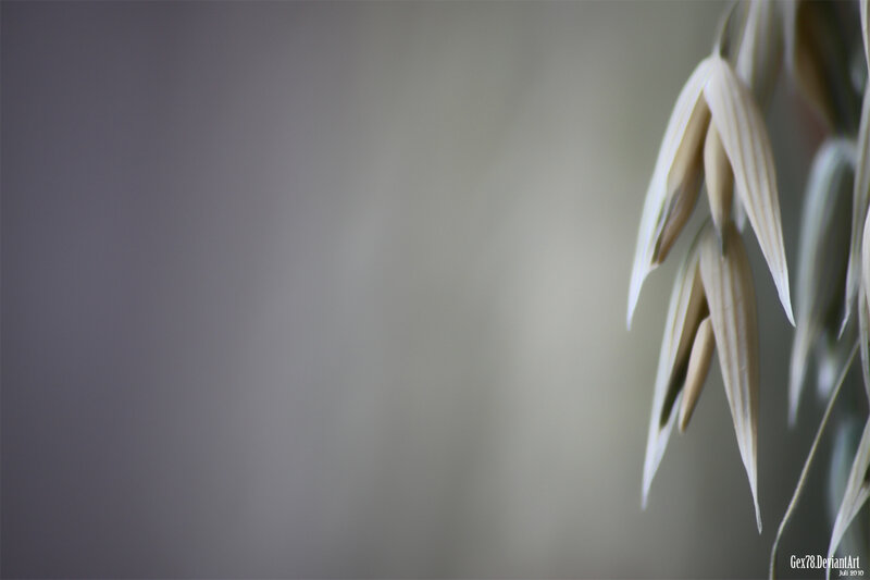 oats in soft focus