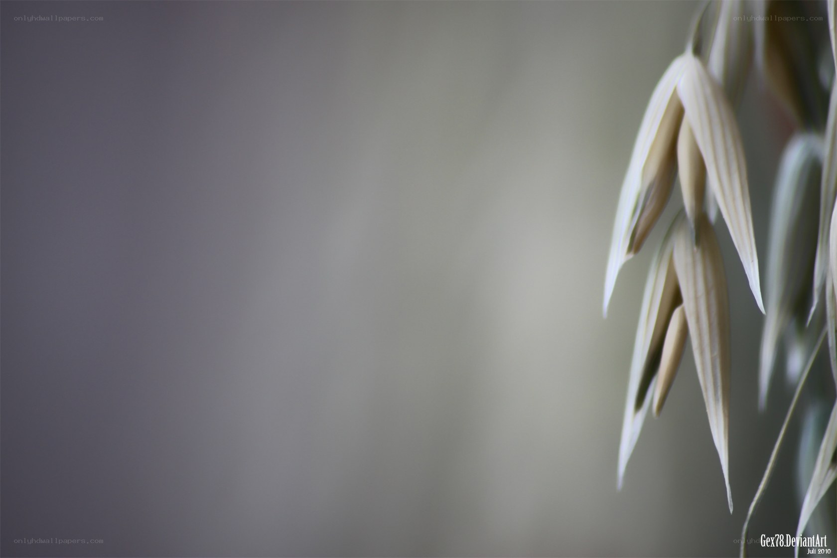oats in soft focus