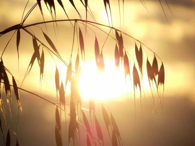 Oats in Sunlight — Yellow