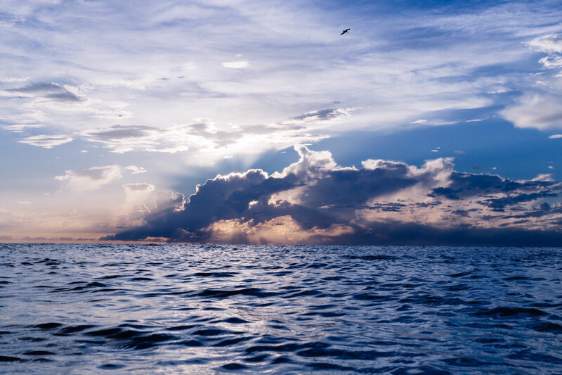 Ocean at sunset with bird