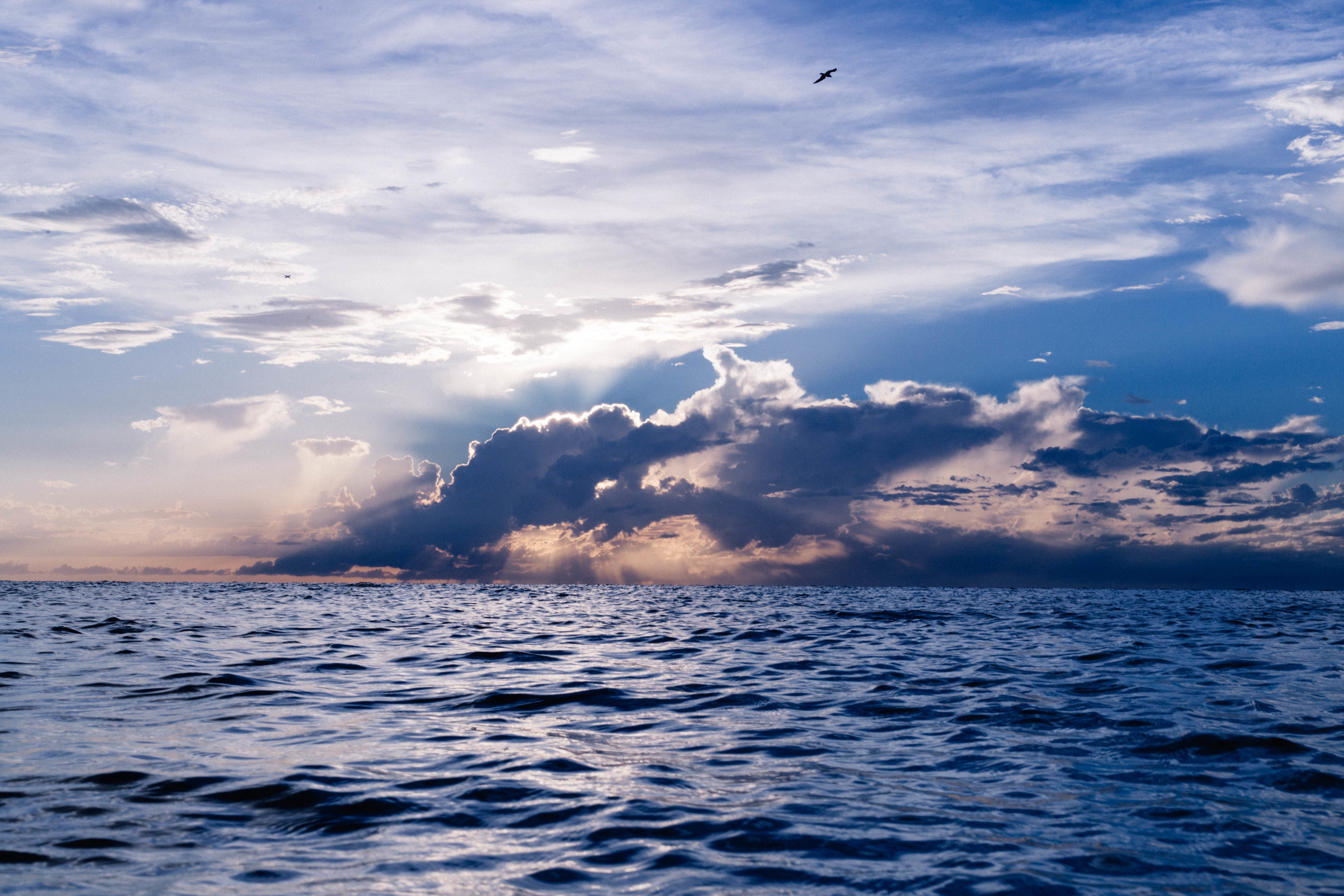 Ocean at sunset with bird