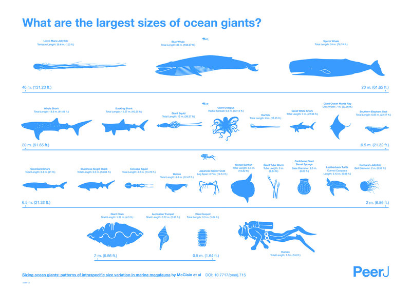 Ocean Giants Comparison