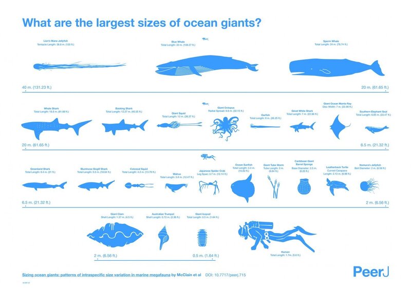 Ocean Giants Size Comparison