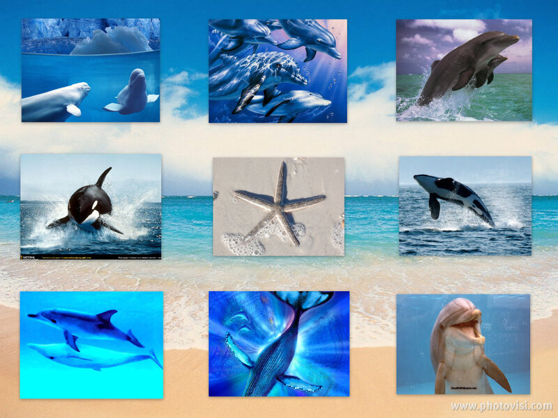 Ocean life collage