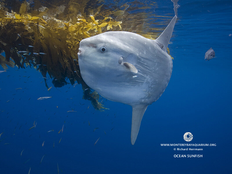 Ocean Sunfish