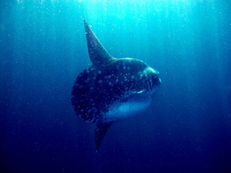 Ocean sunfish underwater