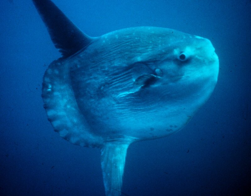 Ocean sunfish underwater