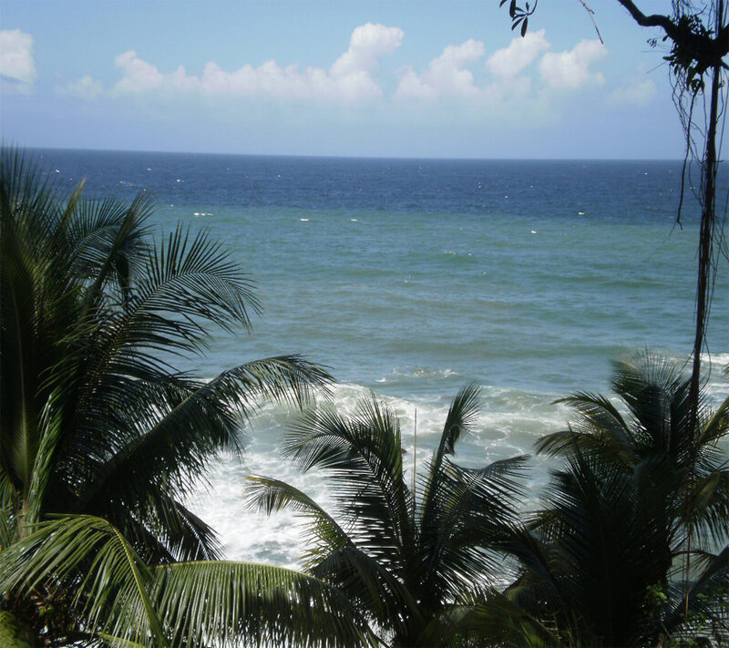 Ocean View from Palm Trees