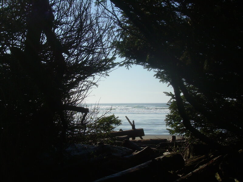 Ocean view through forest frame