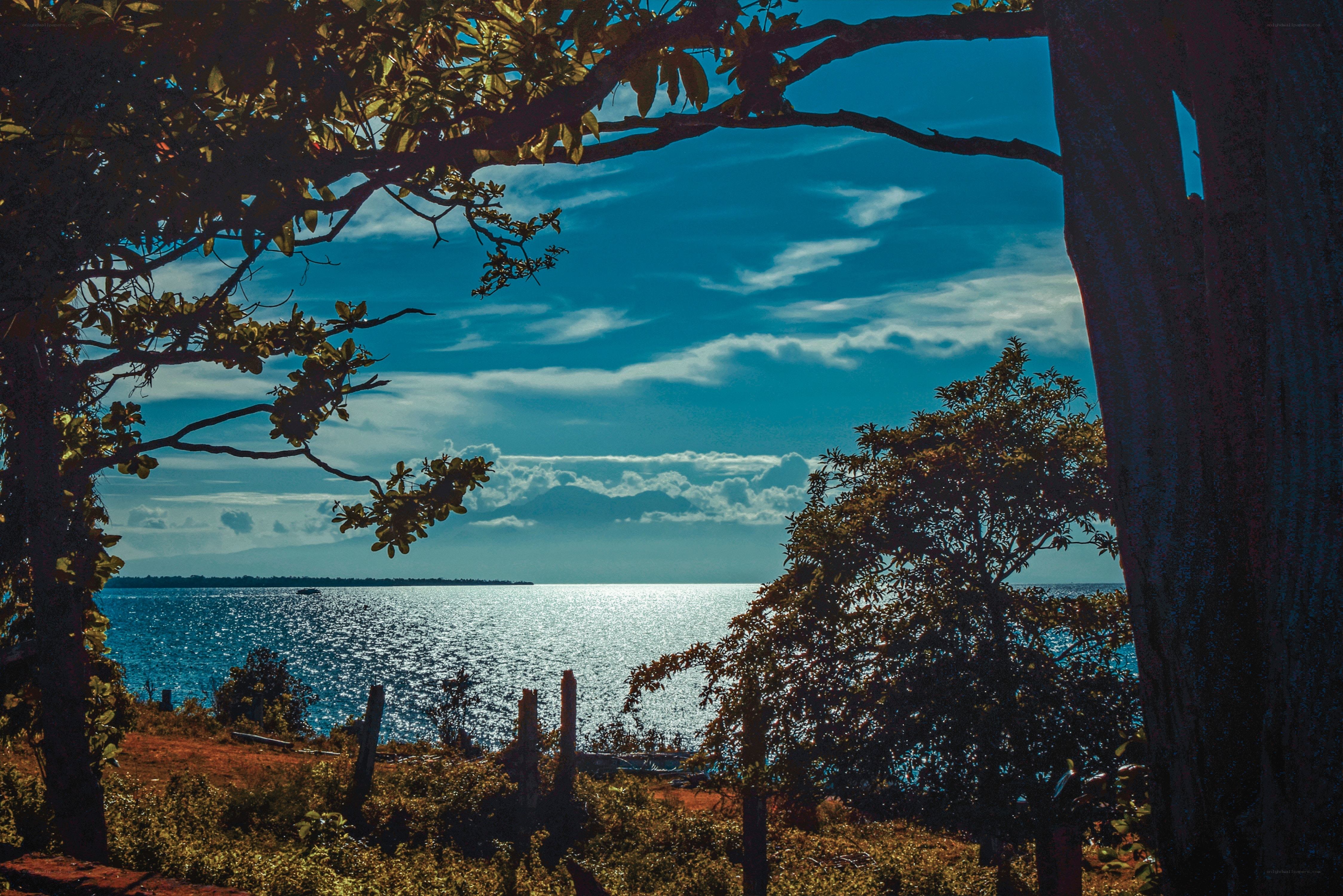 Ocean view through tree branches