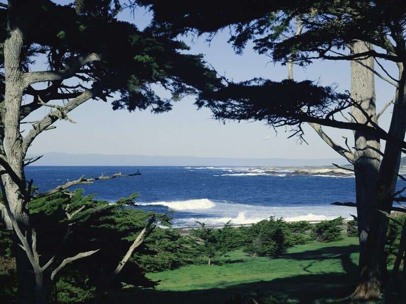 Ocean View Through Trees — Blue