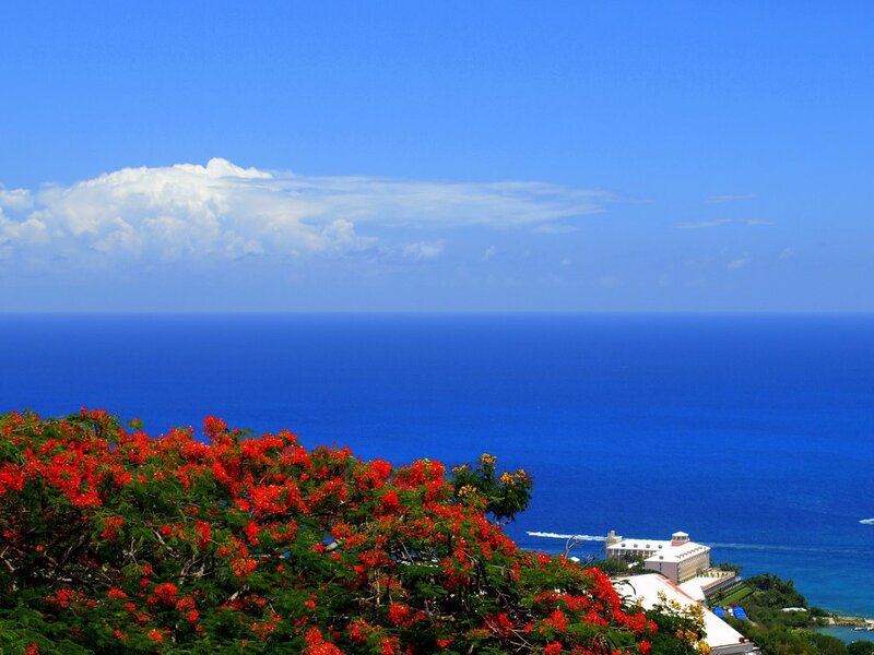 Ocean view with red flowers
