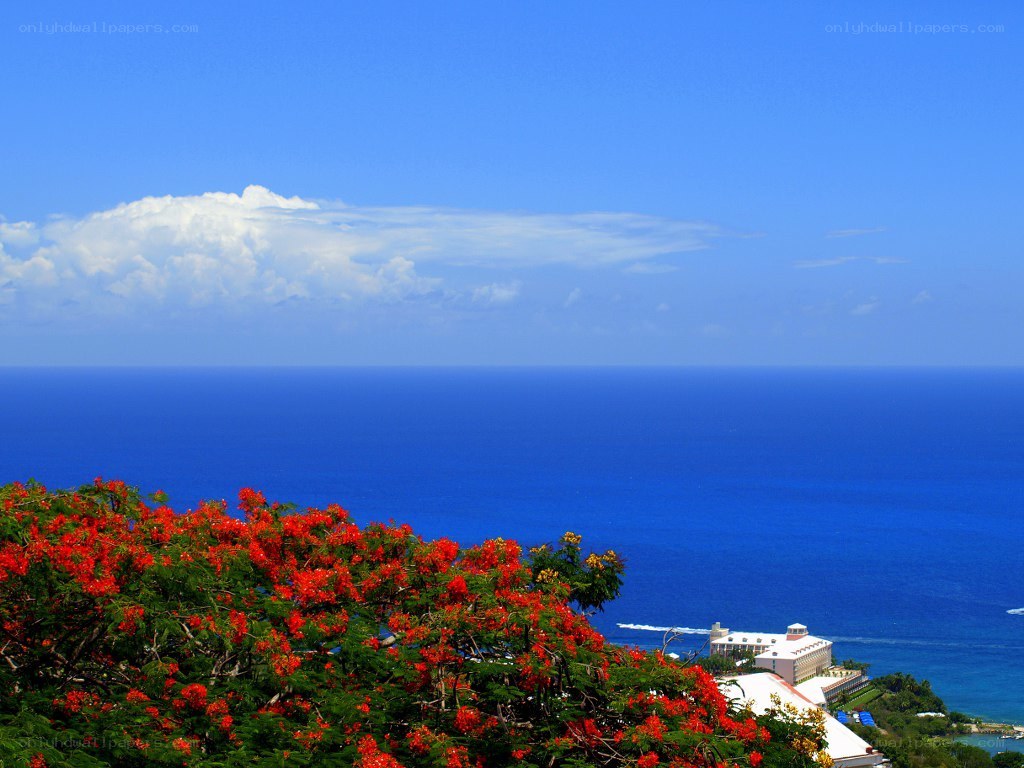 Ocean view with red flowers