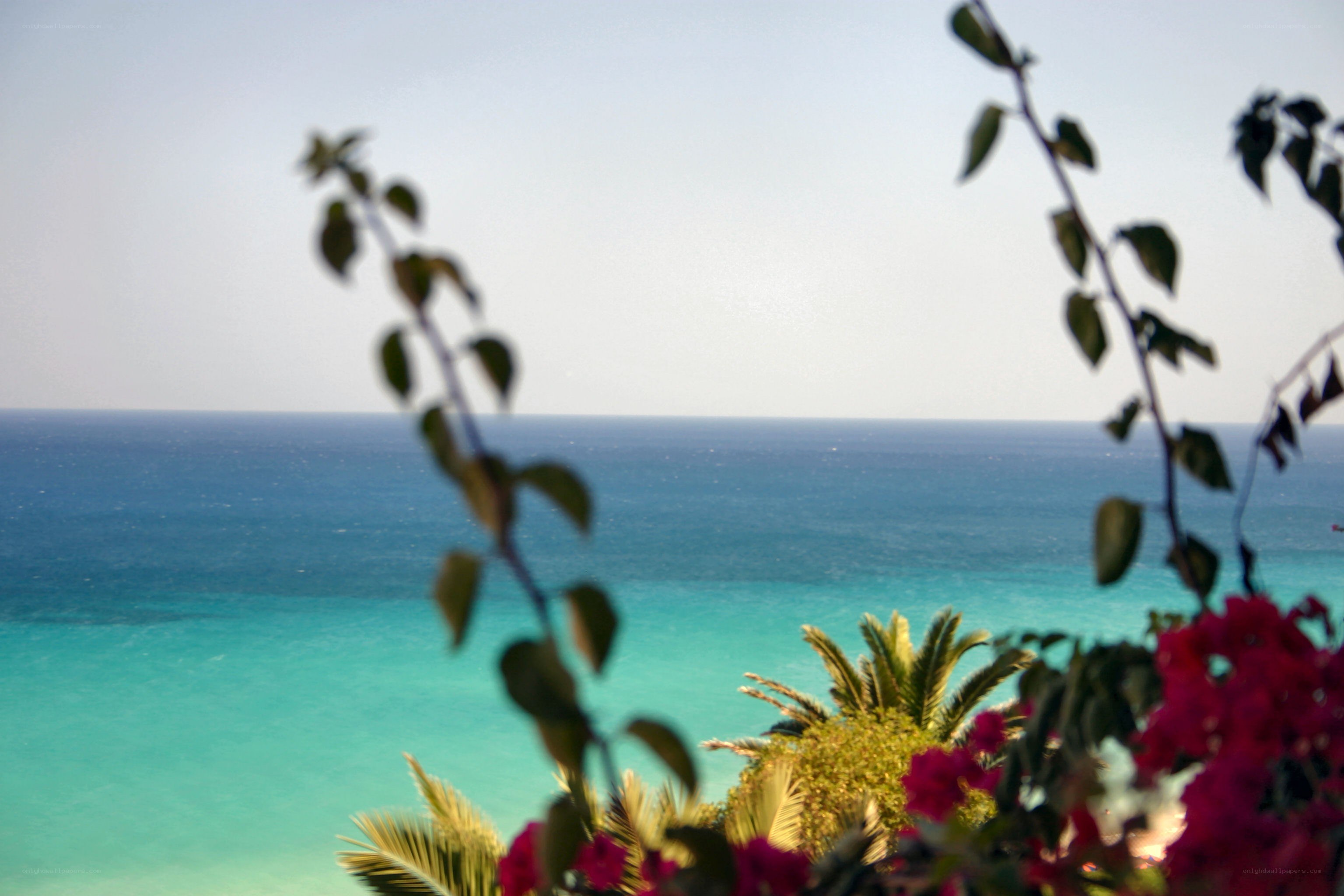 Ocean view with tropical plants