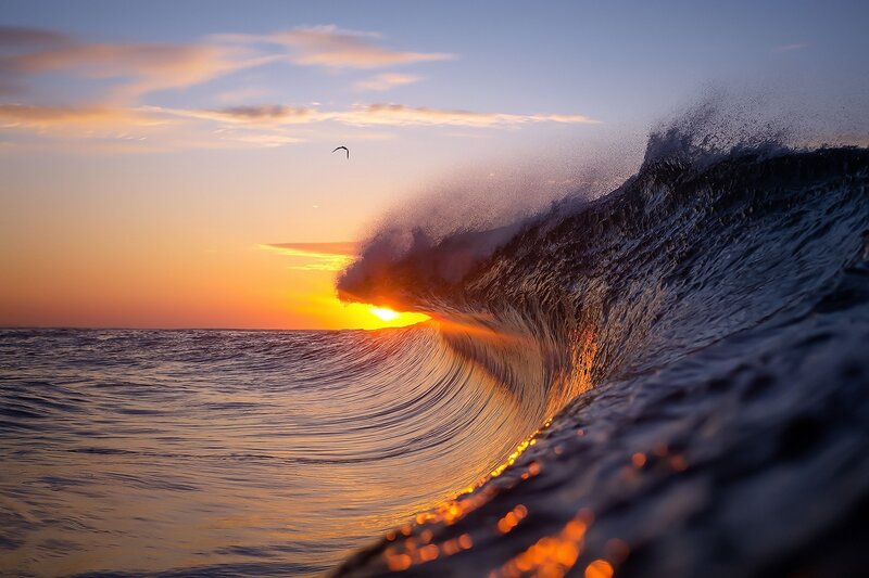 Ocean Wave at Sunset — Orange, Dramatic, Photograph, Sun, Bird