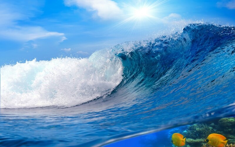 Ocean Wave with Fish