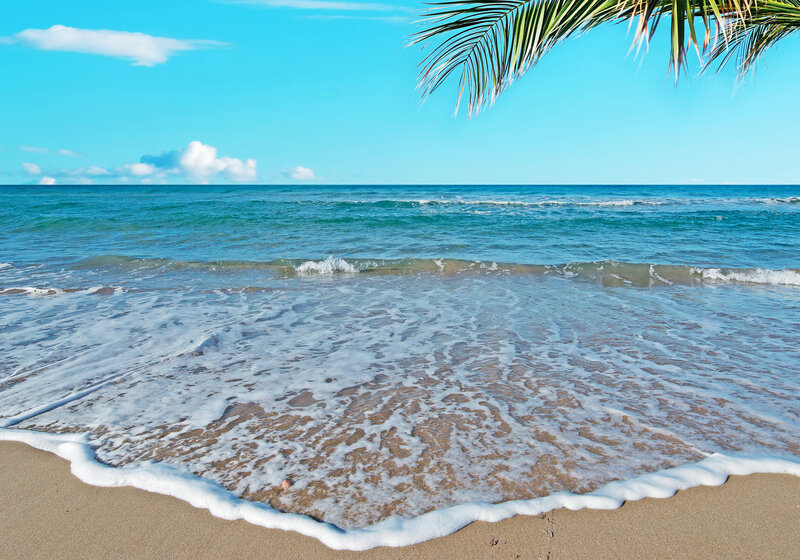 Ocean Waves on Sandy Beach — Blue, Serene, Afternoon, Photograph, Palm Frond