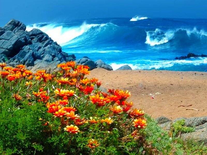 Ocean waves with wildflowers