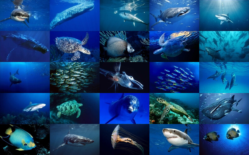 Ocean Wildlife Collage