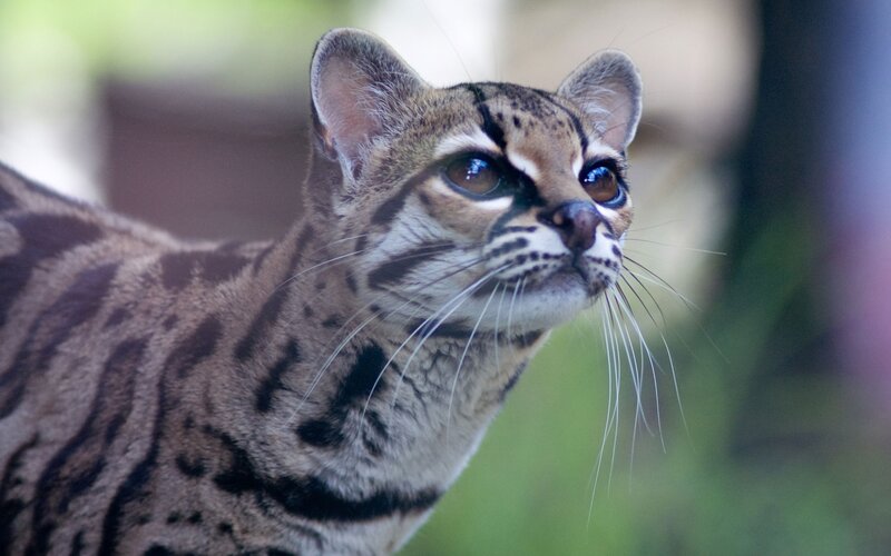 Ocelot Cat — Brown