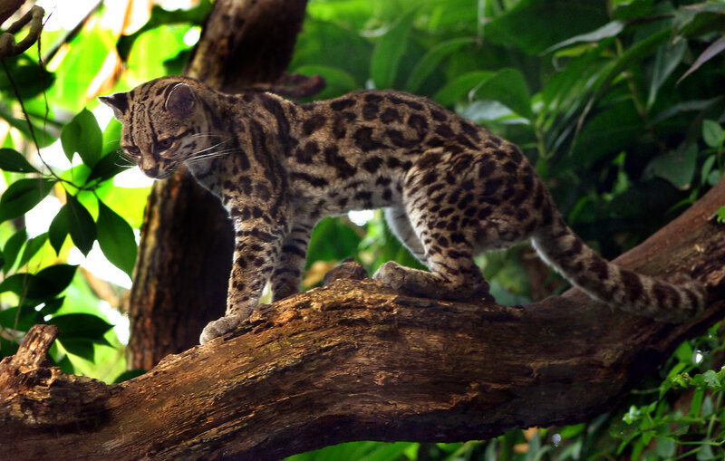 Ocelot Cat on Tree Branch