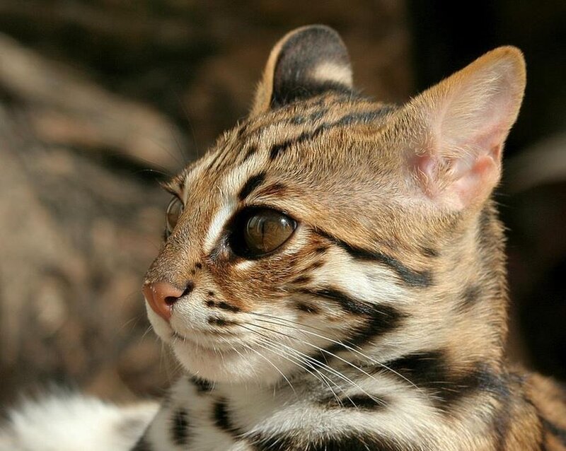Ocelot Cat