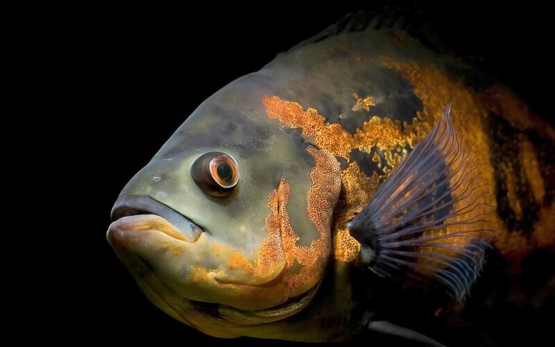 Ocelot Cichlid Fish — Black