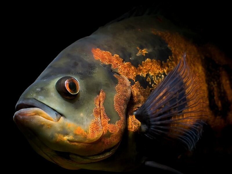Ocelot Cichlid Fish