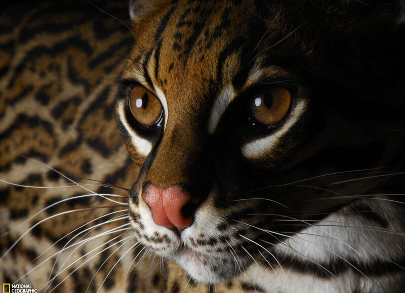 Ocelot Close-up
