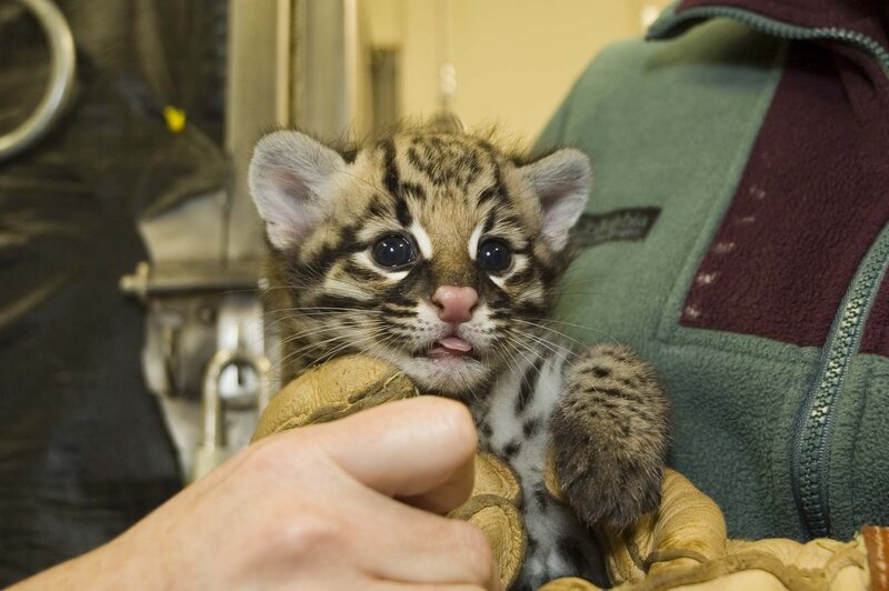 Ocelot cub being held