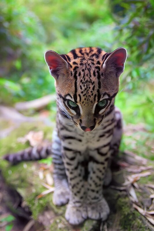 Ocelot Cub
