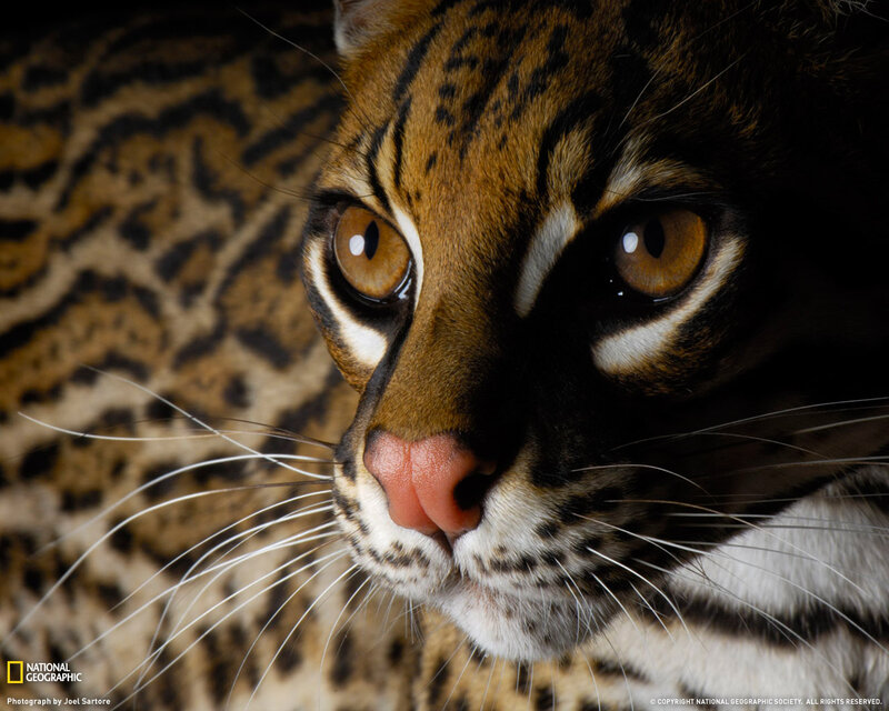 Ocelot Face Close-up — Brown