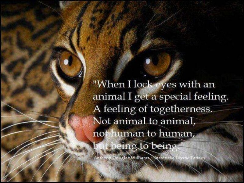 Ocelot Face Close-up