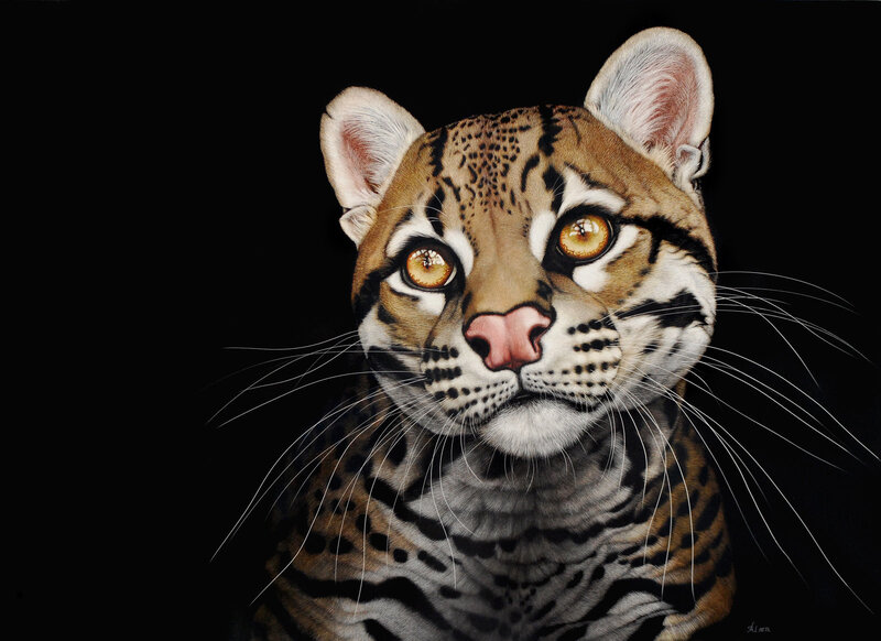 Ocelot Face Portrait