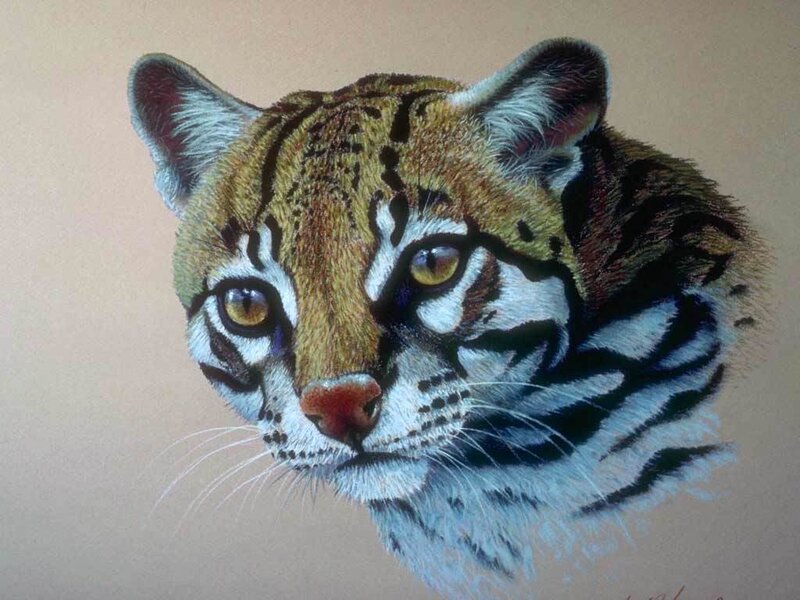 Ocelot Head Portrait