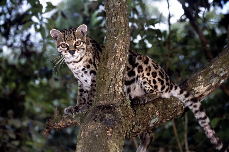Ocelot in a tree