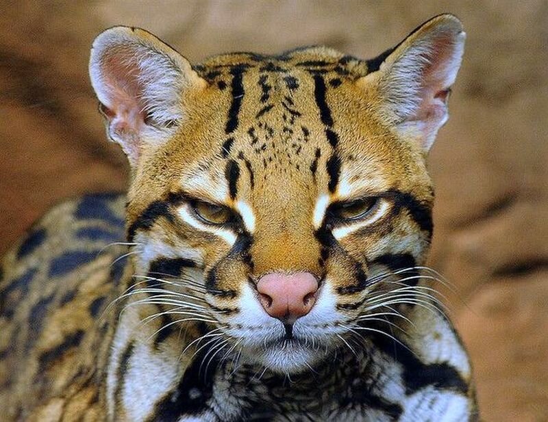 Ocelot in Close-up — Brown, Calm